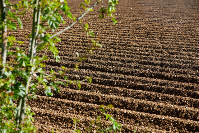 parcela-cultivo-ecologico