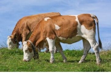 vacas-comiendo-1024x682