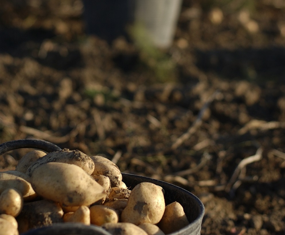 VITISAD project, led by NEIKER, receives the 'EuropaSeSiente' award for its  viticultural practices against climate change - Neiker