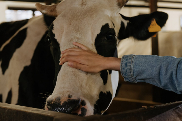 vaca-lechera