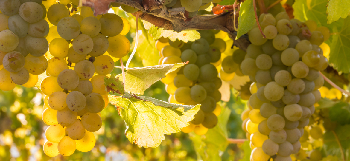 bunches or backlit ripe Sauvignon Blanc grapes growing in organi