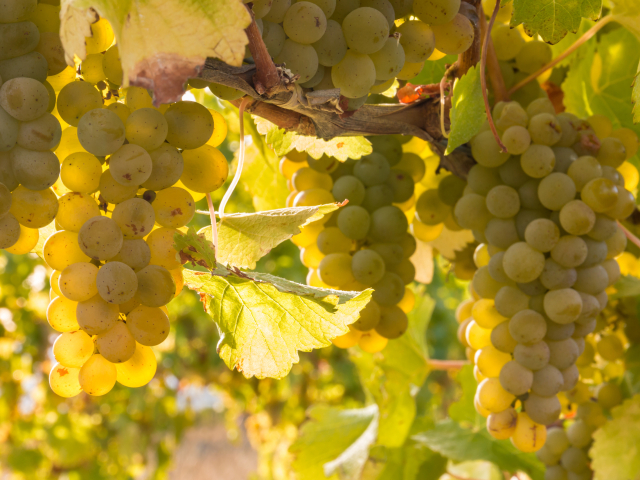 bunches or backlit ripe Sauvignon Blanc grapes growing in organi