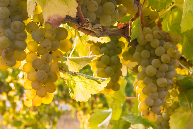 bunches or backlit ripe Sauvignon Blanc grapes growing in organi