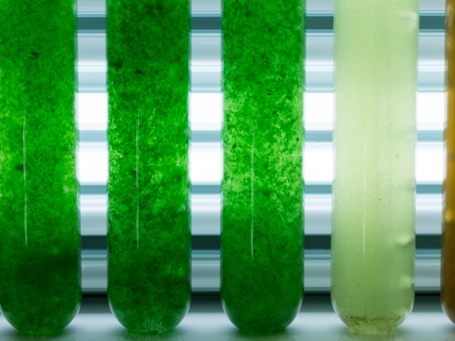 Investigación sobre microalgas en laboratorio