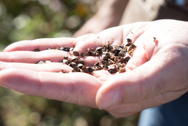 Visita a las parcelas de ensayos experimentales de cultivos ecol