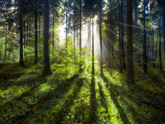 Grüner Wald im Sommer mit Sonnenstrahlen