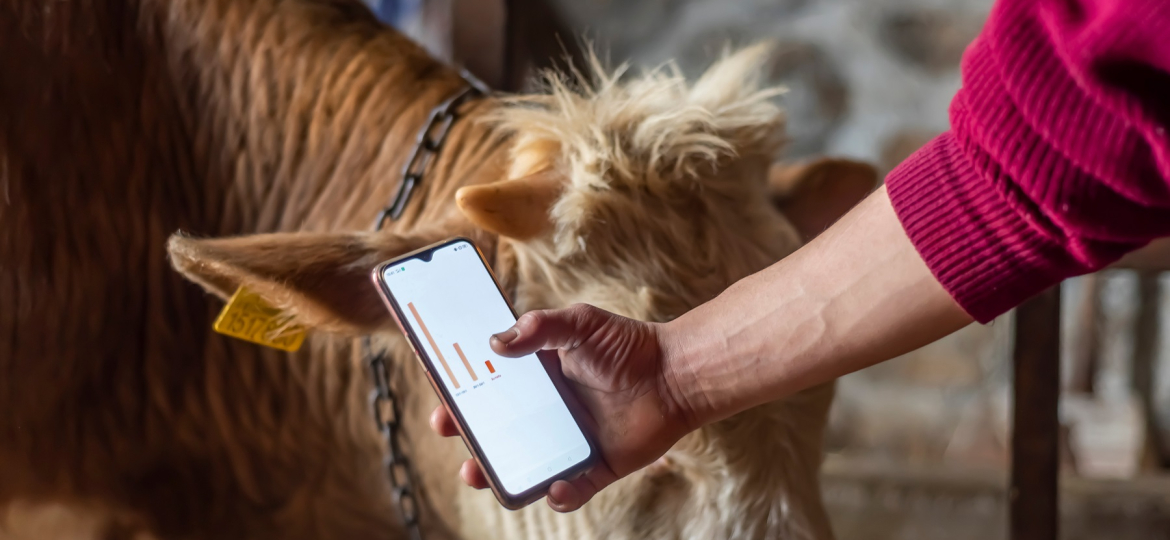 Smart Agritech livestock farming. Hands using a smartphone and s