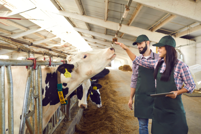 Workers looking after cows on dairy farm and using tablet to record cattle statistics