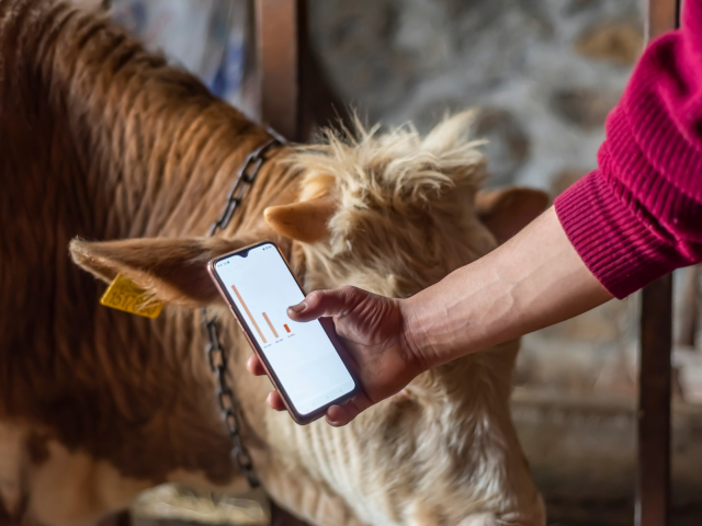 Smart Agritech livestock farming. Hands using a smartphone and s