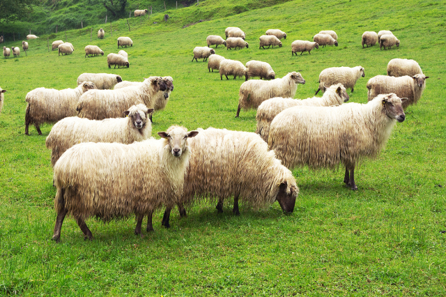 ovejas-latxas