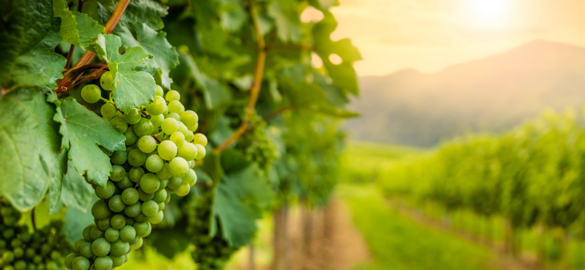 Grapes in vineyard in Wachau valley, winegrowing area, Lower Aus