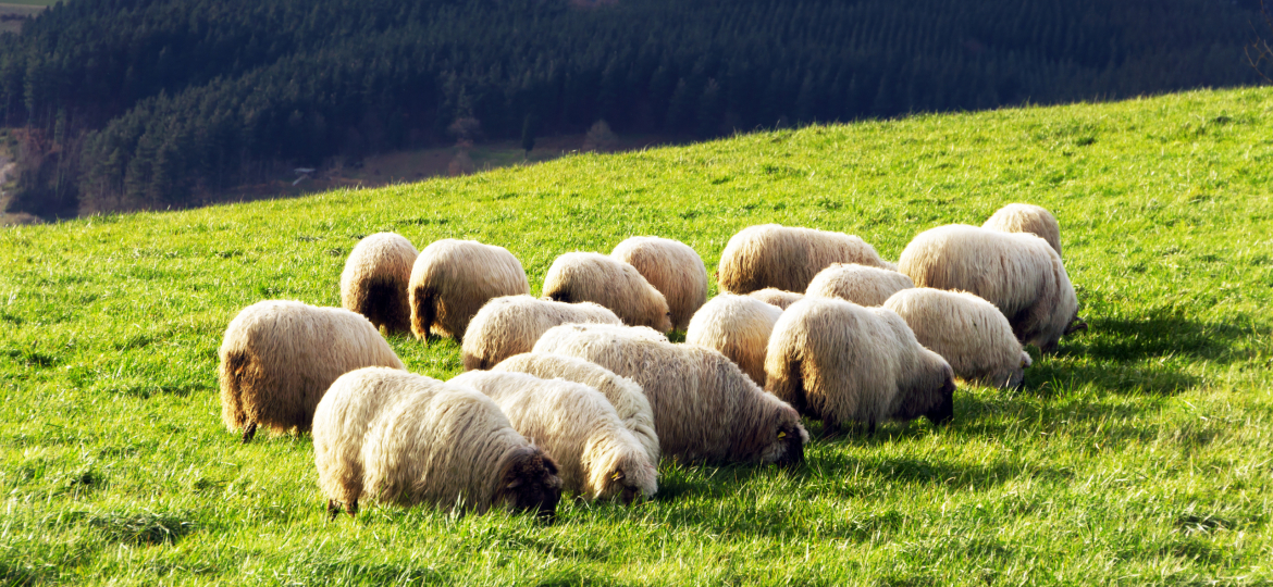 flock of typically basque latxa sheep