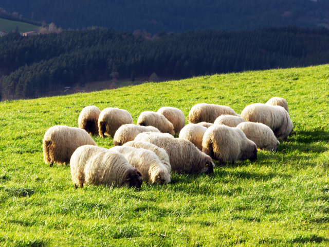 flock of typically basque latxa sheep