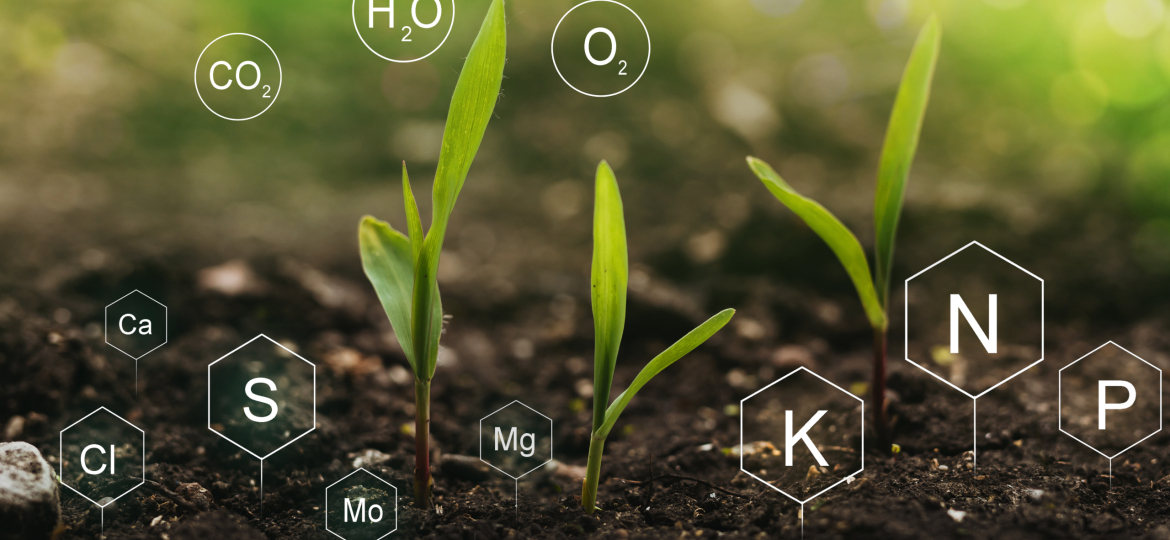 Role of nutrients mineral in Corn plant and soil life with digit