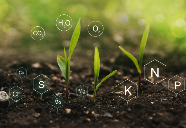 Role of nutrients mineral in Corn plant and soil life with digit