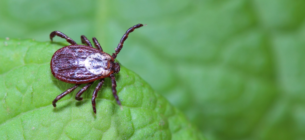 The tick waiting on a green leaf in the forest