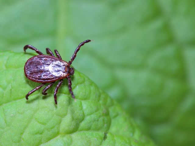 The tick waiting on a green leaf in the forest