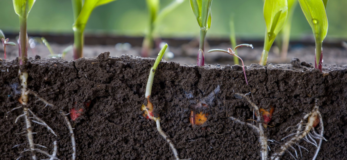 Fresh green corn plants with roots