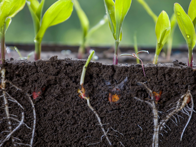 Fresh green corn plants with roots