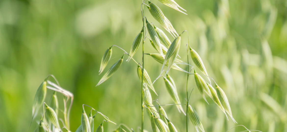 Unripe Oat harvest, green field