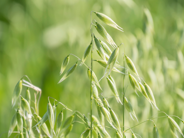 Unripe Oat harvest, green field