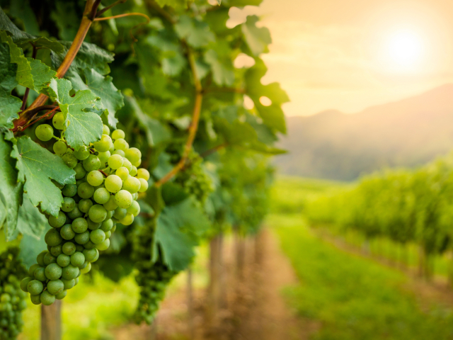 Grapes in vineyard in Wachau valley, winegrowing area, Lower Aus