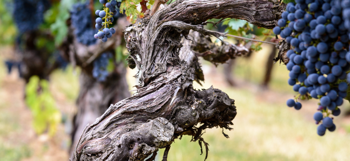 Viñedo en Septiembre en la zona vitícola de La Rioja, España