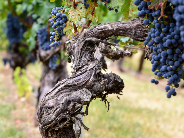 Viñedo en Septiembre en la zona vitícola de La Rioja, España