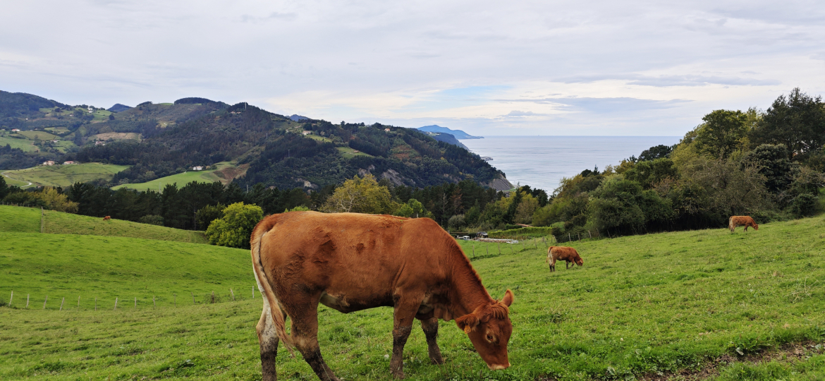 A cow in Flysch Zumaia Geopark, Basque Country, Spain