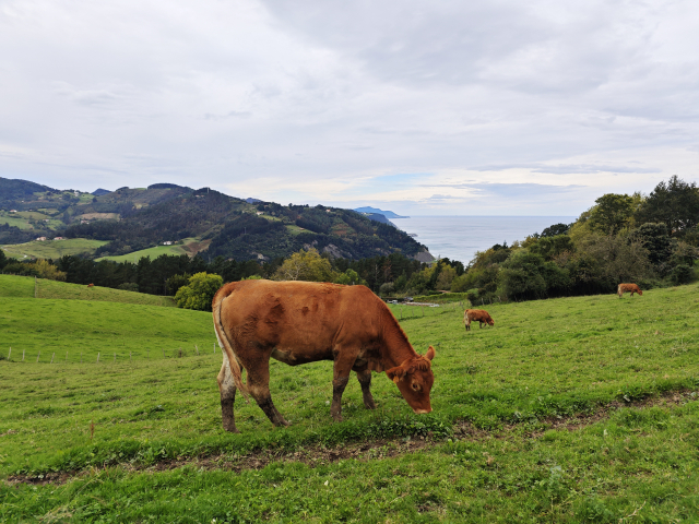 A cow in Flysch Zumaia Geopark, Basque Country, Spain
