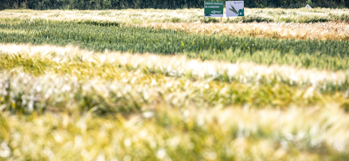 Resultados cereales Gauna NEIKER
