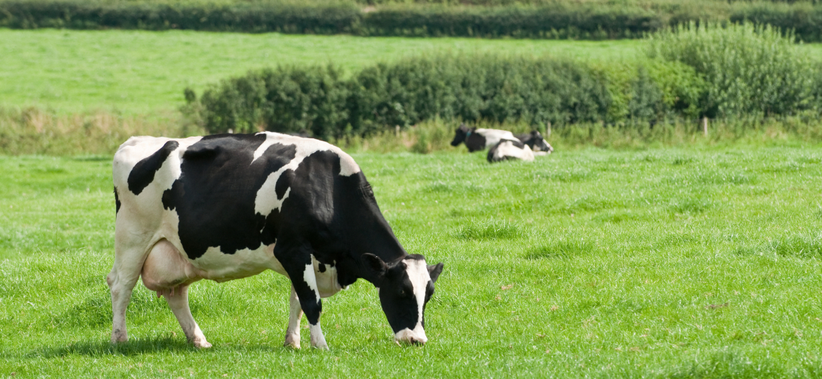 Grazing Dairy Cow