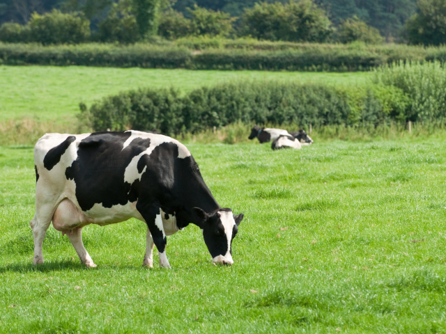 Grazing Dairy Cow