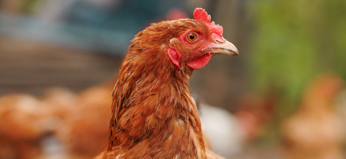 Close-up portrait of a brown hen with detailed plumage and red comb, captured outdoors on a traditional countryside farm.