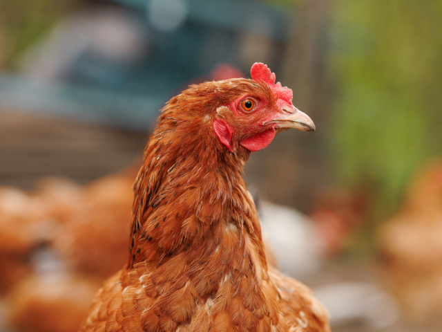 Close-up portrait of a brown hen with detailed plumage and red comb, captured outdoors on a traditional countryside farm.
