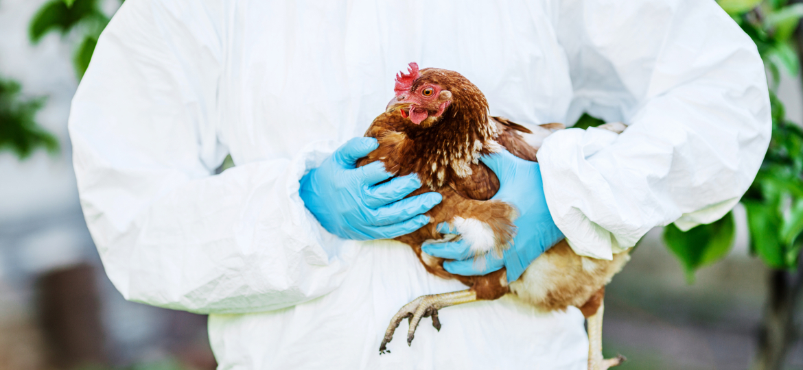doctor examining chicken.  Vet concept
