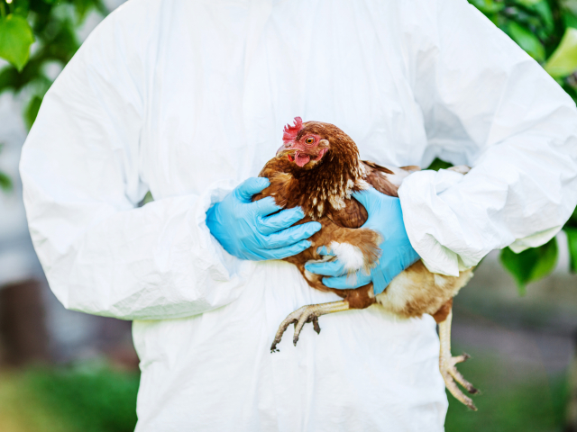 doctor examining chicken. Vet concept