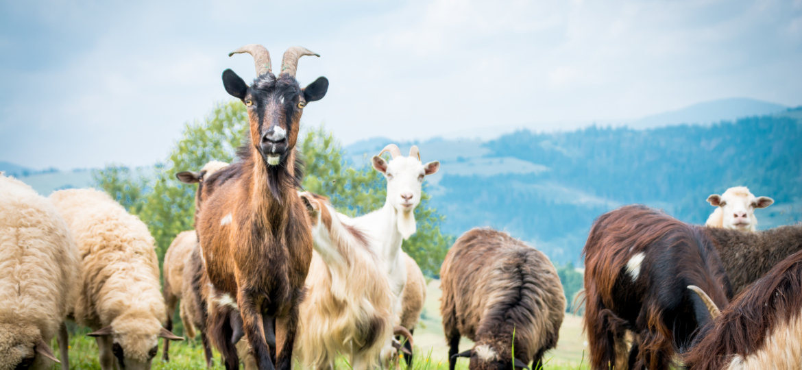 portrait of domestic goat