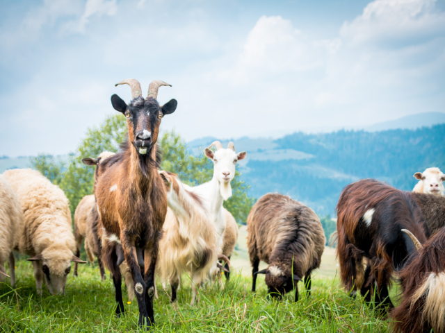 portrait of domestic goat