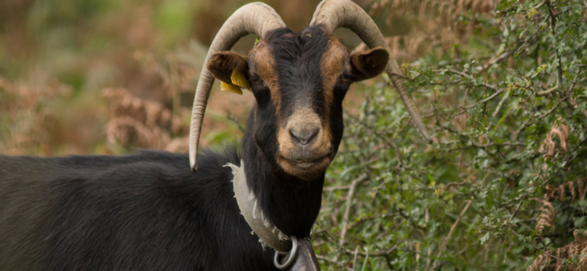 goat on the basque country, spain