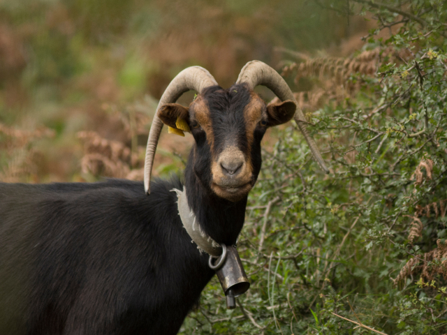 goat on the basque country, spain