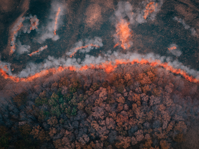 A strip of Dry Grass sets Fire to Trees in dry Forest: Forest fire - Aerial drone top view.