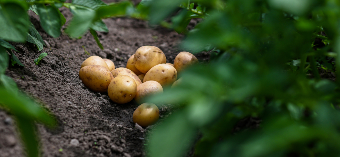 Fresh organic potatoes growing in a garden with lush green plants
