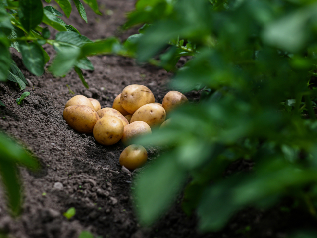 Fresh organic potatoes growing in a garden with lush green plants