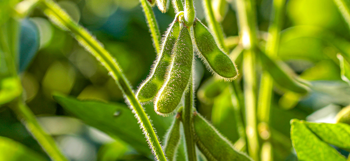 soy plantation with sky on the horizon and macro details