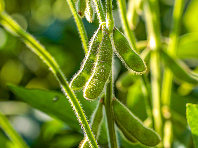 soy plantation with sky on the horizon and macro details