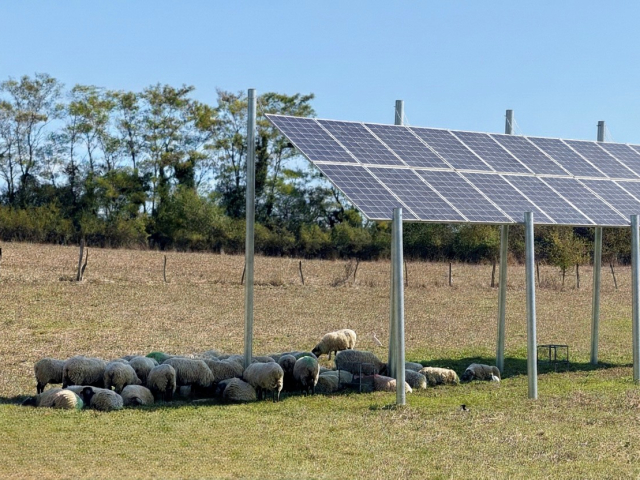 Neiker agripower ovino