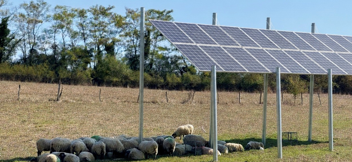 Neiker agripower ovino