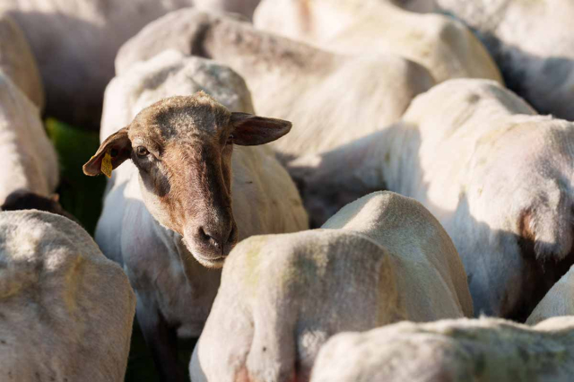 ovejas-latxa