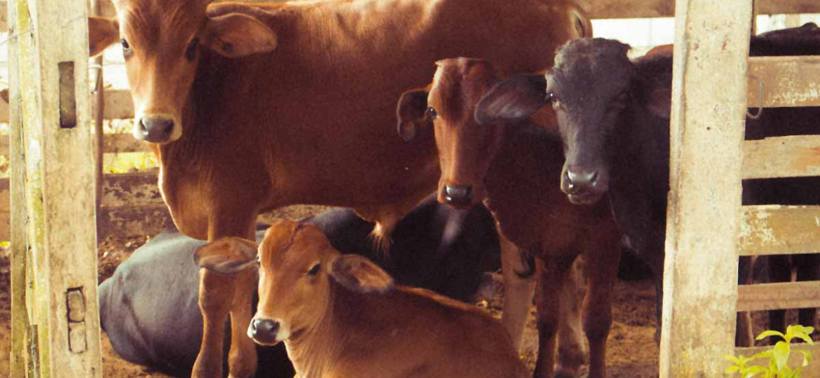 establo-vacas